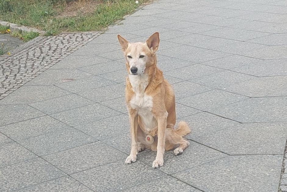 Vermisstmeldung Hund rassenmischung Männliche , 12 jahre Berlin Deutschland
